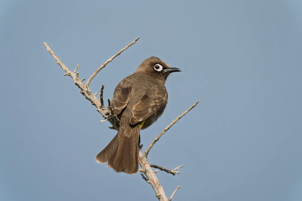 南非鹎(Pycnonotus capensis)