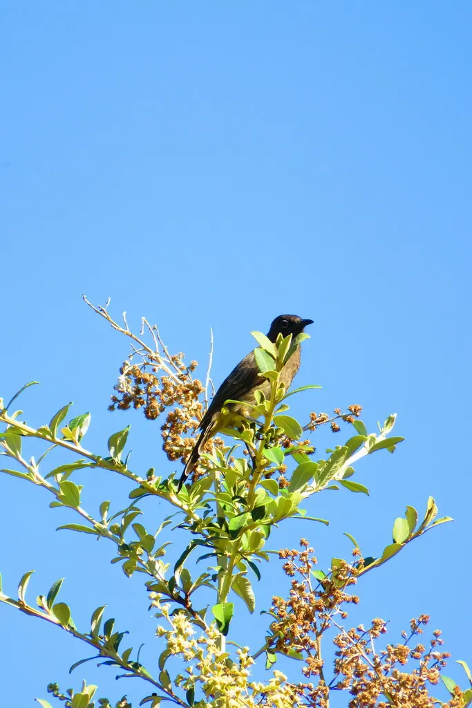 南非鹎(Pycnonotus capensis)