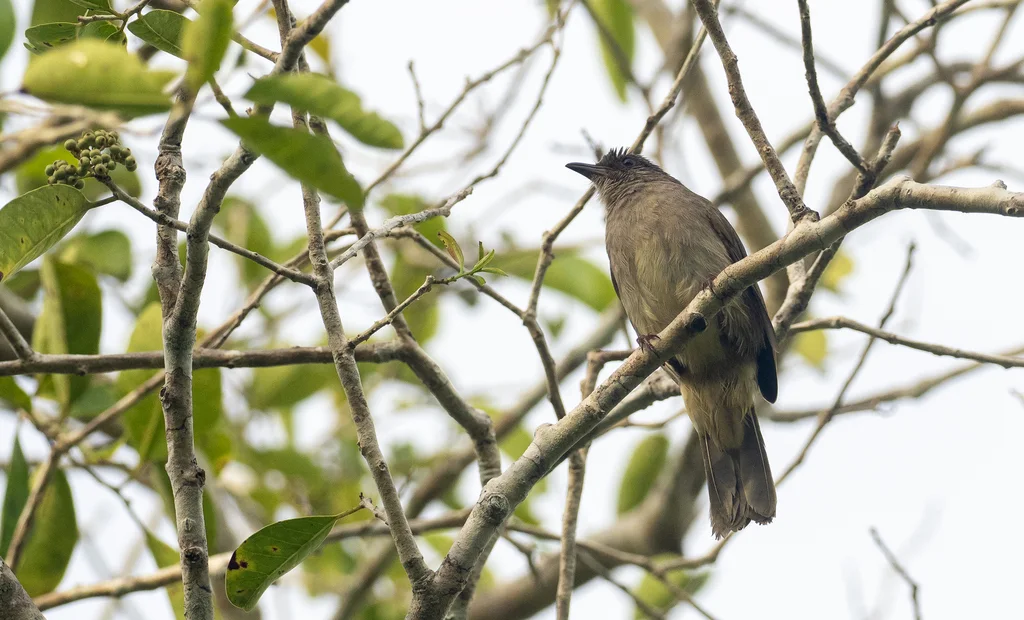 灰额鹎(Pycnonotus cinereifrons)