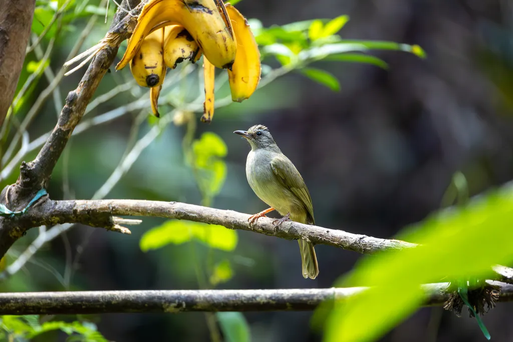 灰额鹎(Pycnonotus cinereifrons)