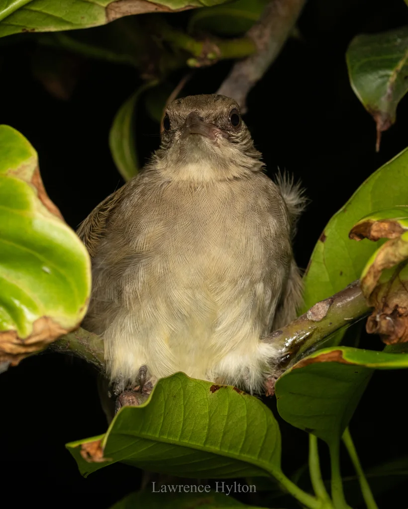 条耳鹎(Pycnonotus conradi)