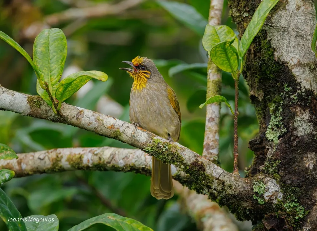 纹喉鹎(Pycnonotus finlaysoni)