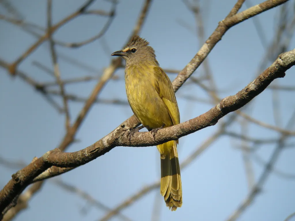 黄绿鹎(Pycnonotus flavescens)