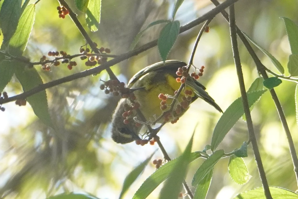 黄绿鹎(Pycnonotus flavescens)
