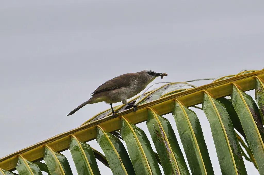 白眉黄臀鹎(Pycnonotus goiavier)