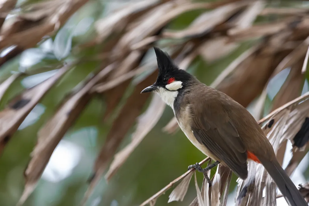 红耳鹎(Pycnonotus jocosus)