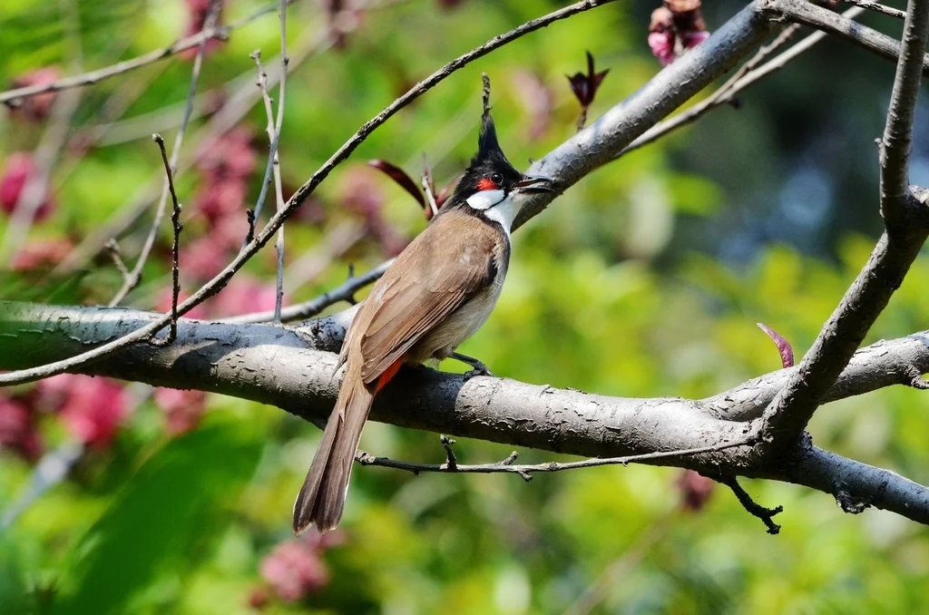 红耳鹎(Pycnonotus jocosus)