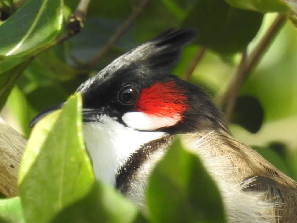 红耳鹎(Pycnonotus jocosus)