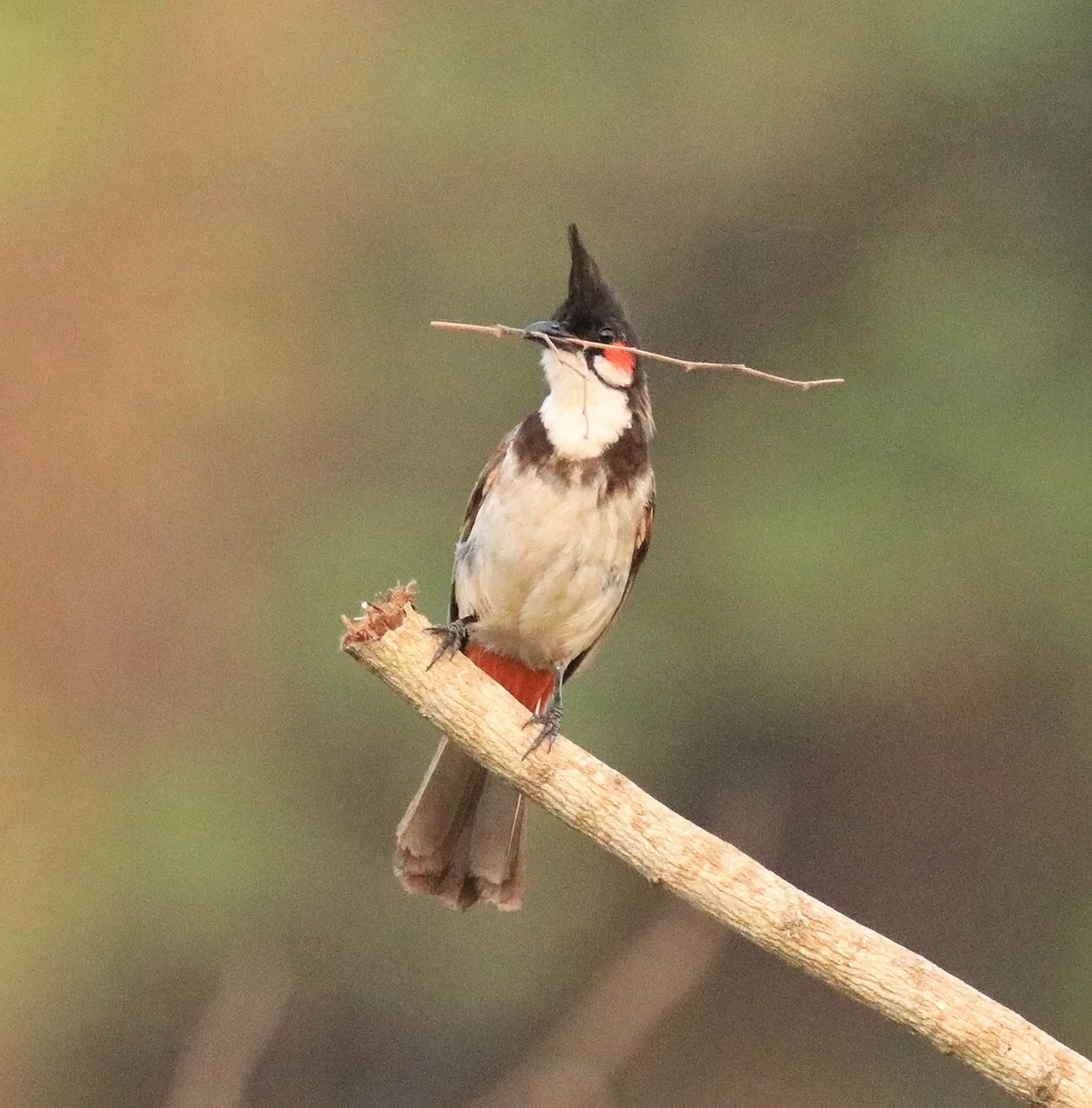 红耳鹎(Pycnonotus jocosus)