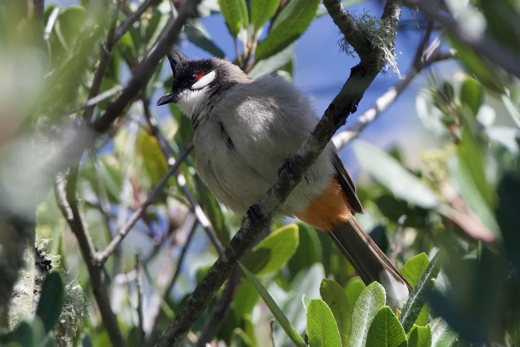 红耳鹎(Pycnonotus jocosus)