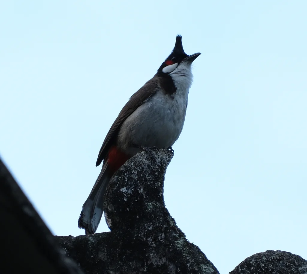 红耳鹎(Pycnonotus jocosus)