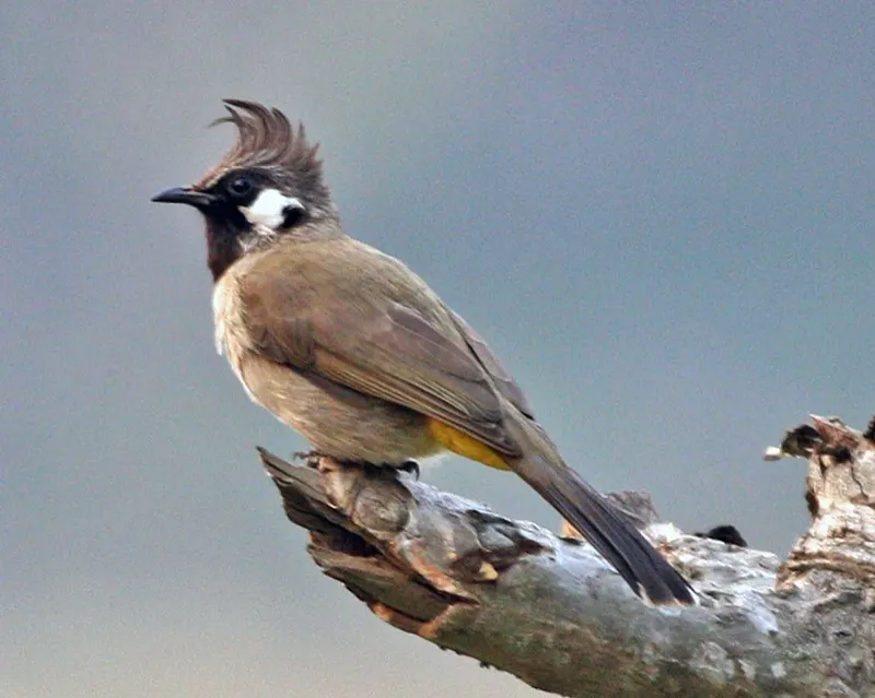 白颊鹎(Pycnonotus leucogenys)