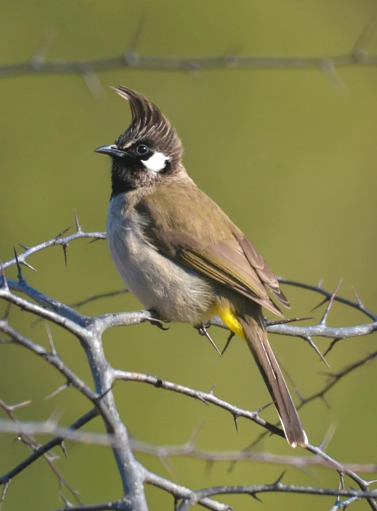 白颊鹎(Pycnonotus leucogenys)