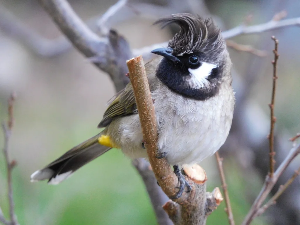 白颊鹎(Pycnonotus leucogenys)