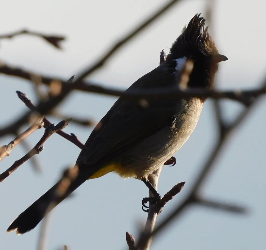 白颊鹎(Pycnonotus leucogenys)