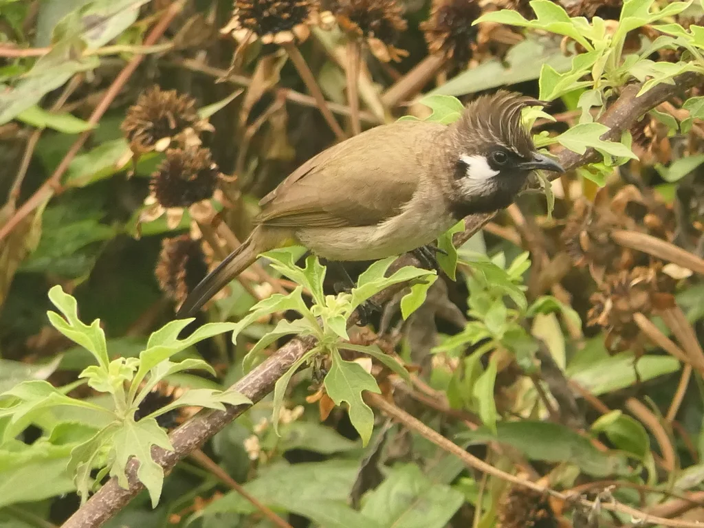 白颊鹎(Pycnonotus leucogenys)