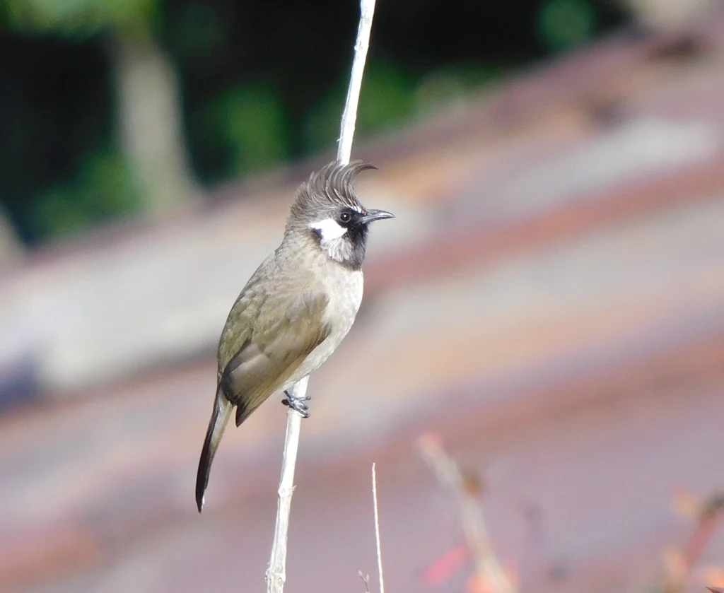 白颊鹎(Pycnonotus leucogenys)