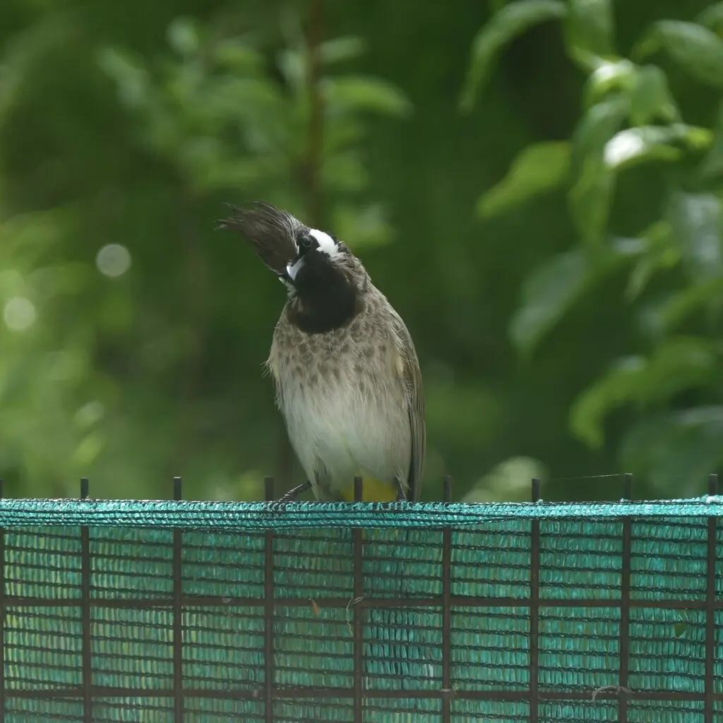 白颊鹎(Pycnonotus leucogenys)