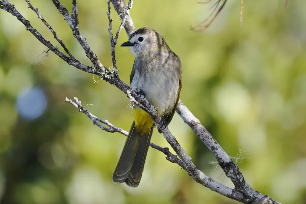 淡脸鹎(Pycnonotus leucops)
