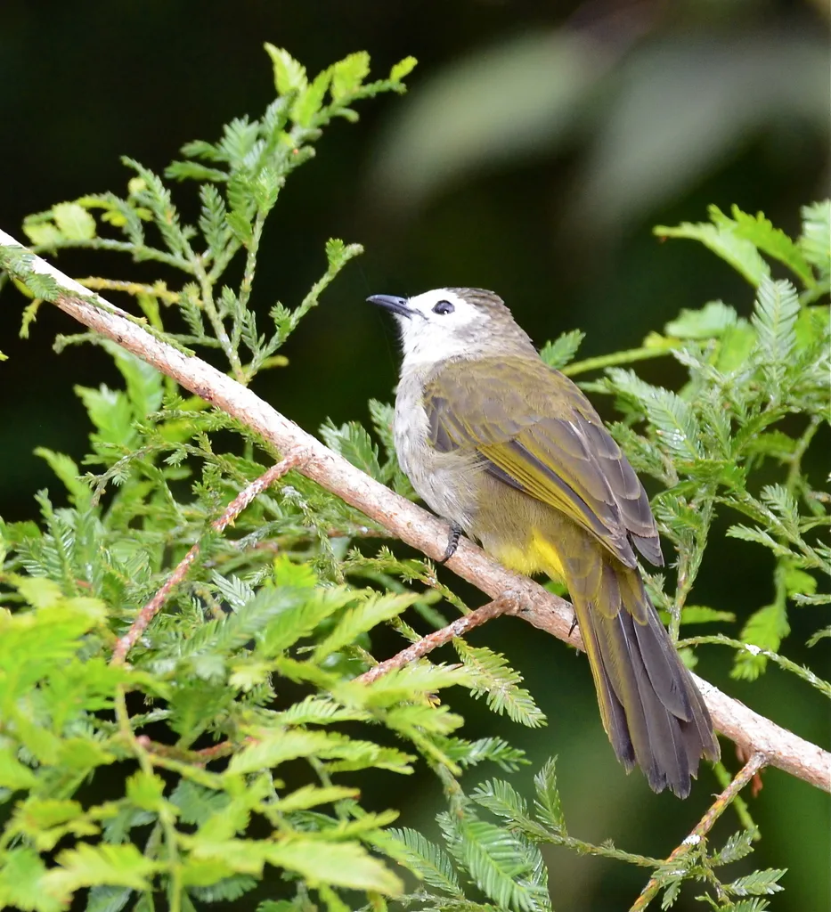 淡脸鹎(Pycnonotus leucops)