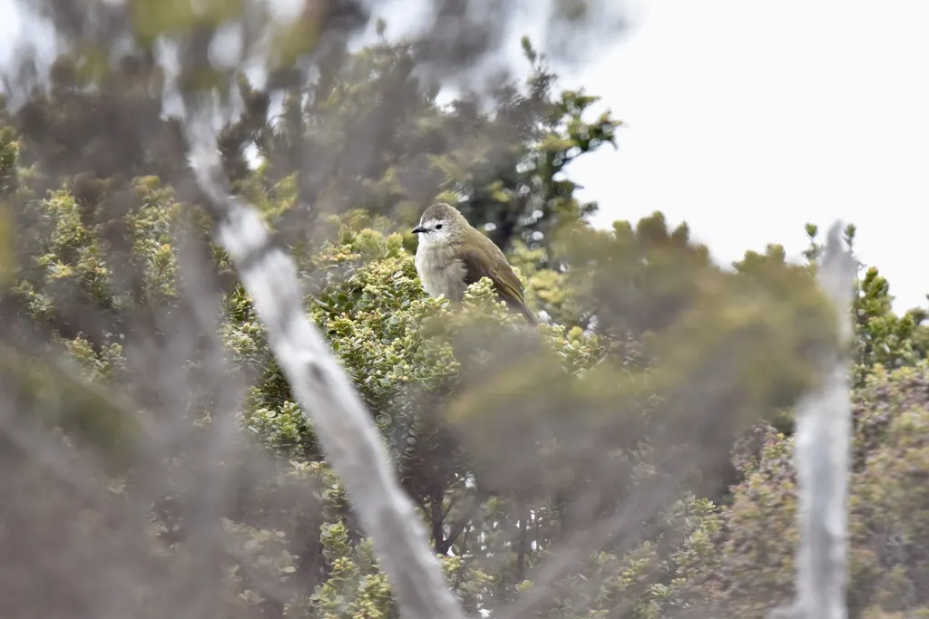 淡脸鹎(Pycnonotus leucops)