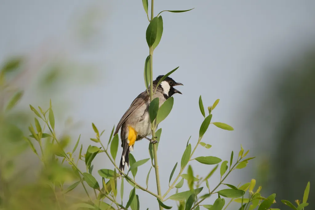 白耳鹎(Pycnonotus leucotis)