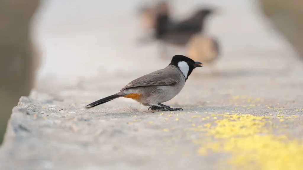 白耳鹎(Pycnonotus leucotis)