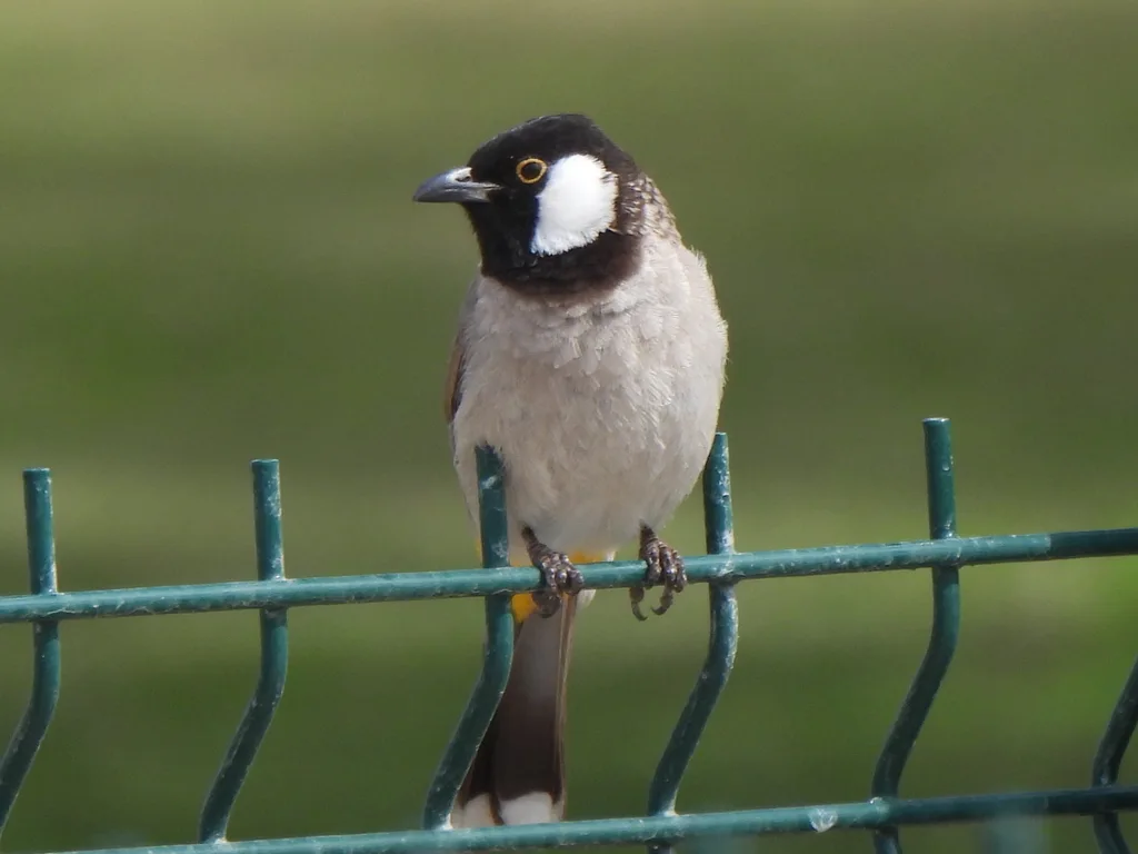 白耳鹎(Pycnonotus leucotis)