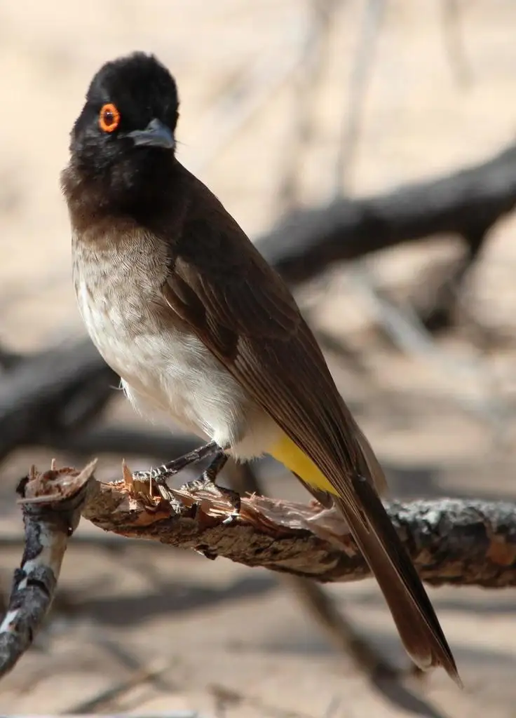 红眼鹎(Pycnonotus nigricans)