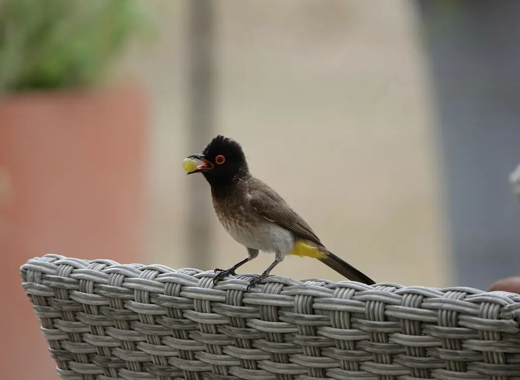 红眼鹎(Pycnonotus nigricans)