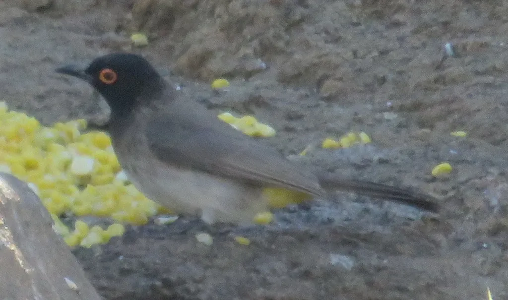 红眼鹎(Pycnonotus nigricans)