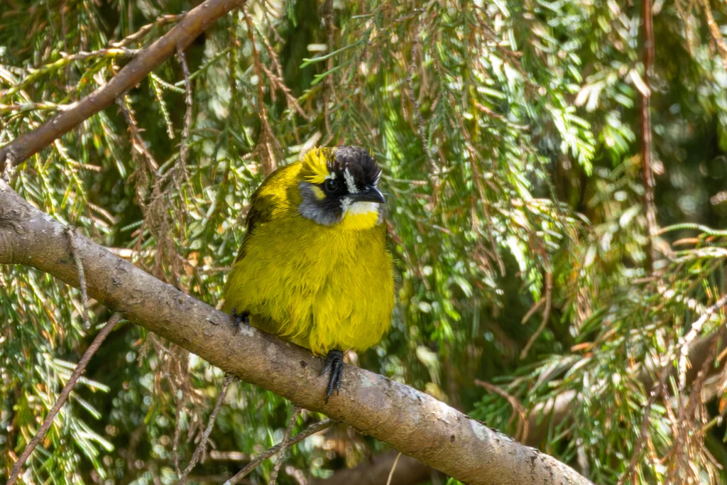 黄耳鹎(Pycnonotus penicillatus)