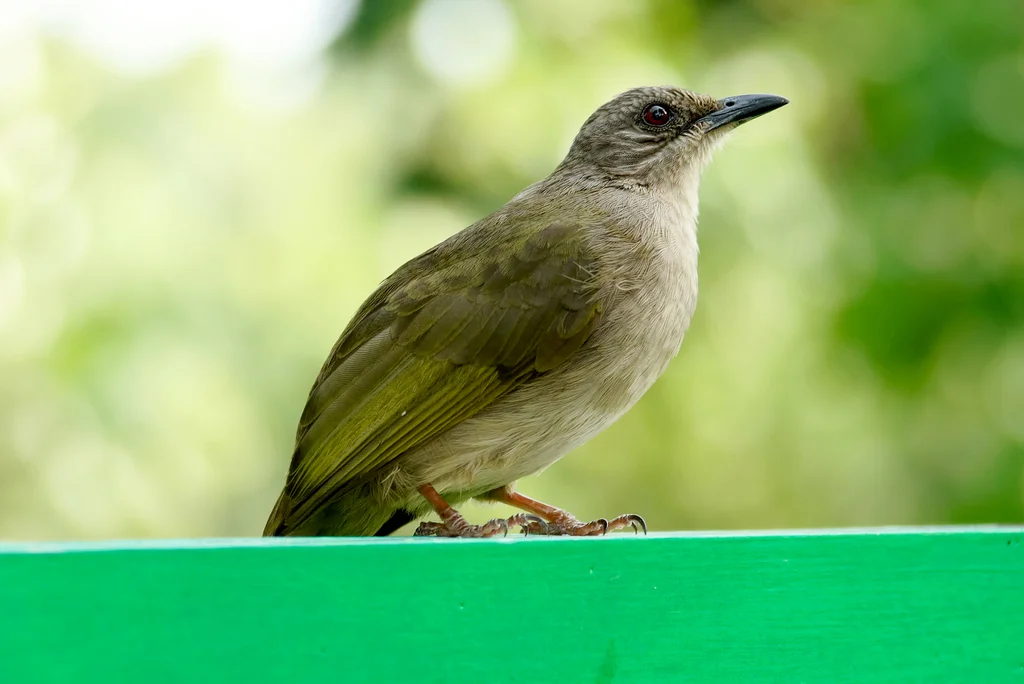 橄榄褐鹎(Pycnonotus plumosus)
