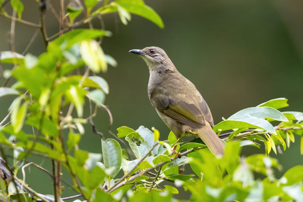 橄榄褐鹎(Pycnonotus plumosus)