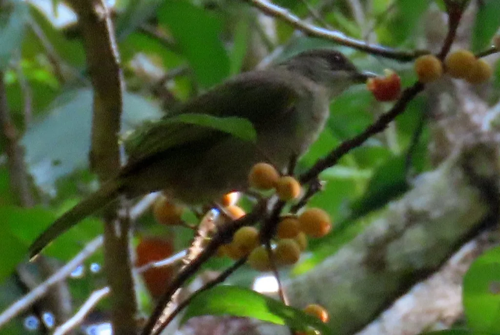 橄榄褐鹎(Pycnonotus plumosus)