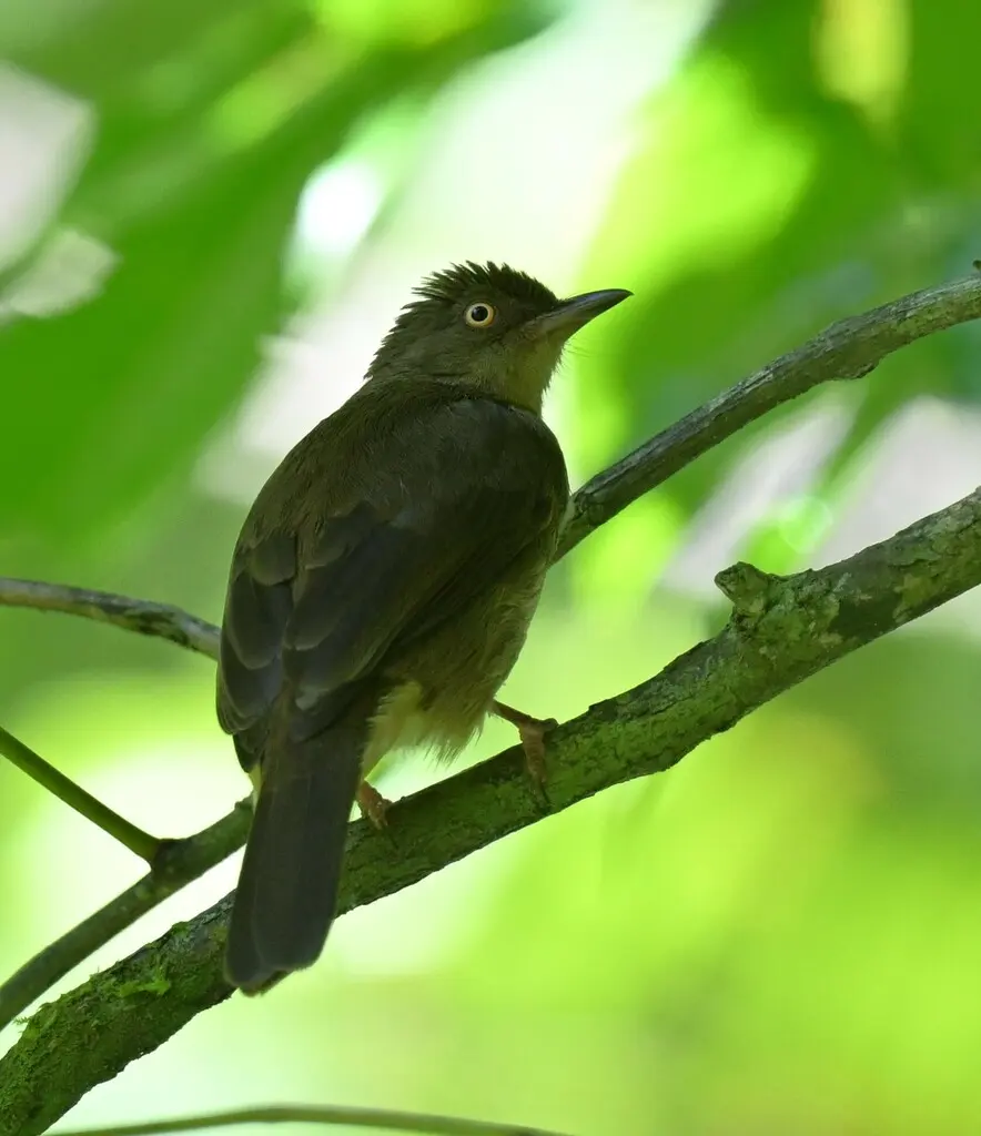 白眼鹎(Pycnonotus pseudosimplex)
