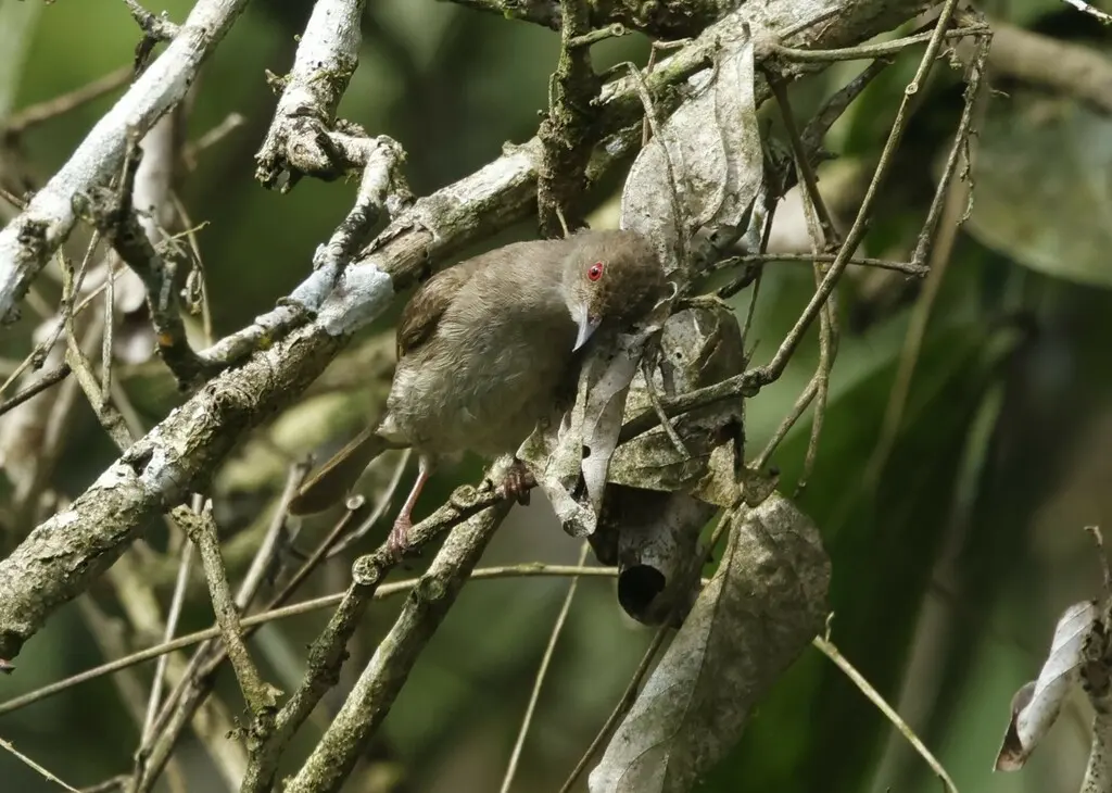白眼褐鹎(Pycnonotus simplex)