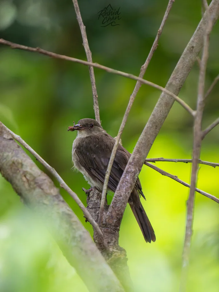 白眼褐鹎(Pycnonotus simplex)