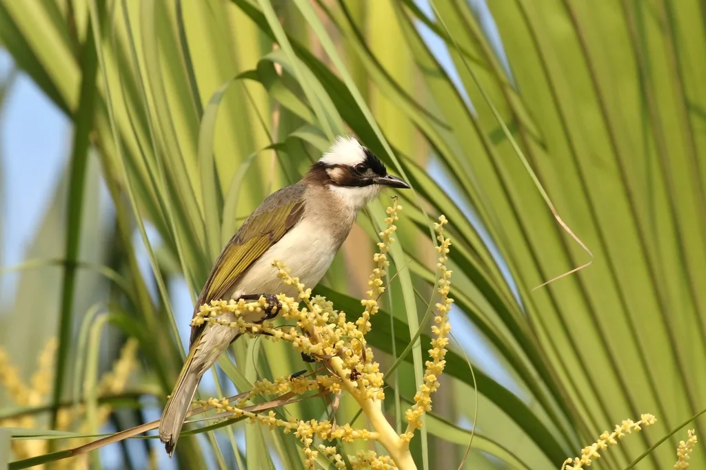 白头鹎(Pycnonotus sinensis)