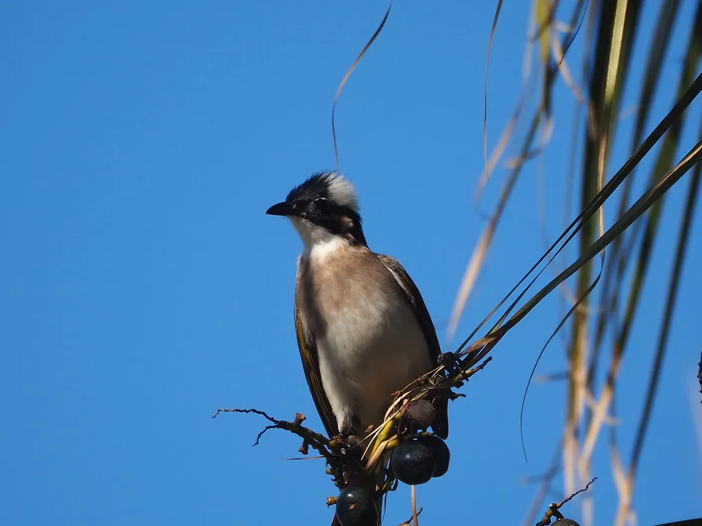 白头鹎(Pycnonotus sinensis)