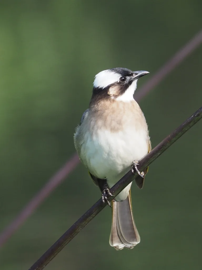 白头鹎(Pycnonotus sinensis)