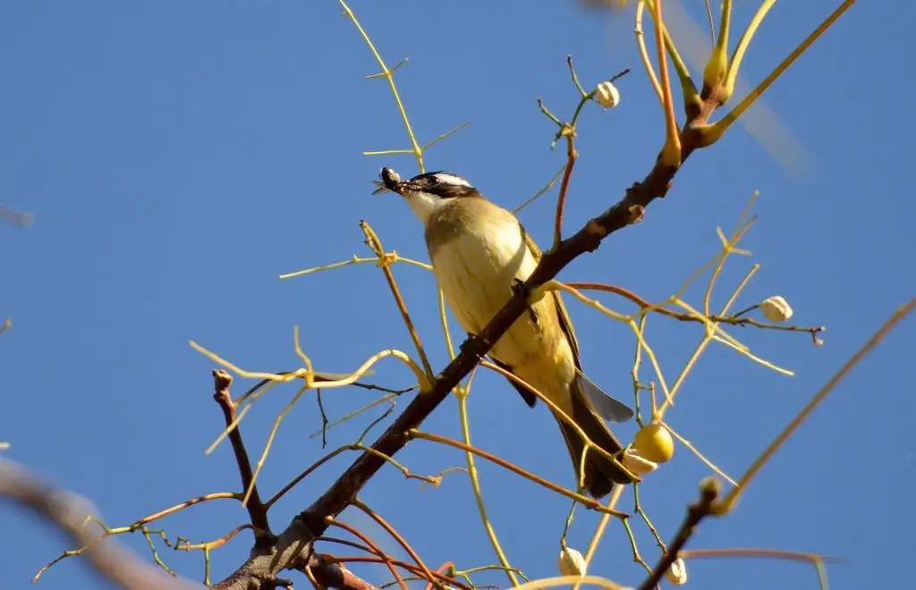 白头鹎(Pycnonotus sinensis)