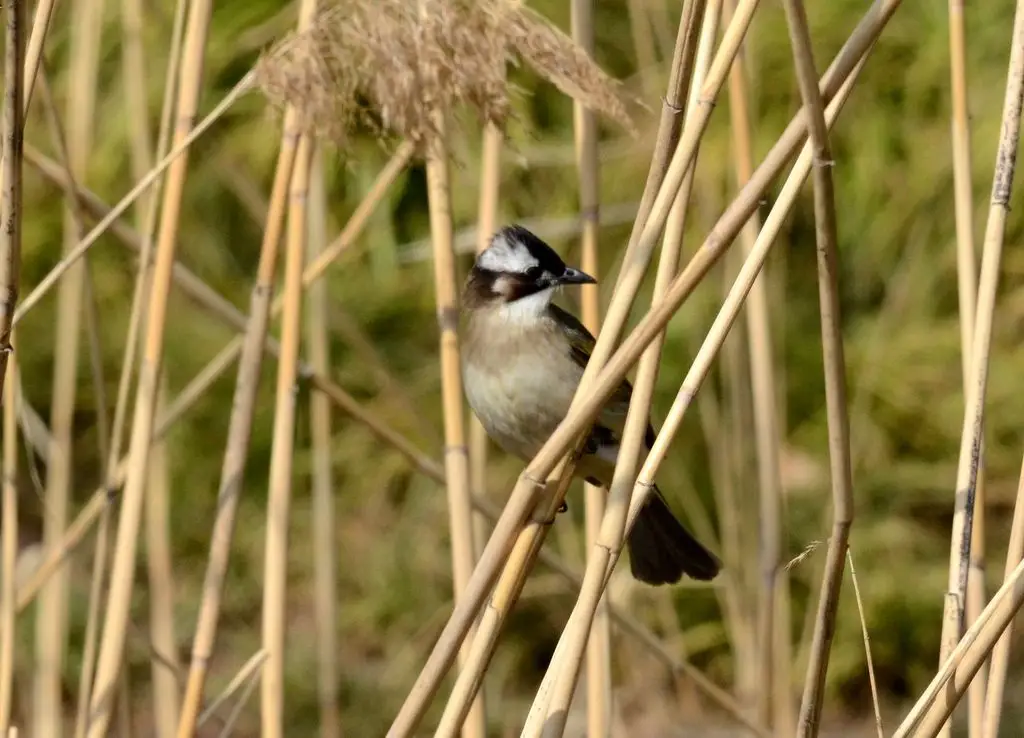 白头鹎(Pycnonotus sinensis)