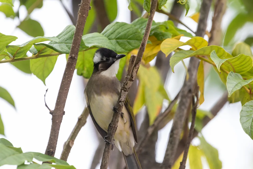 白头鹎(Pycnonotus sinensis)