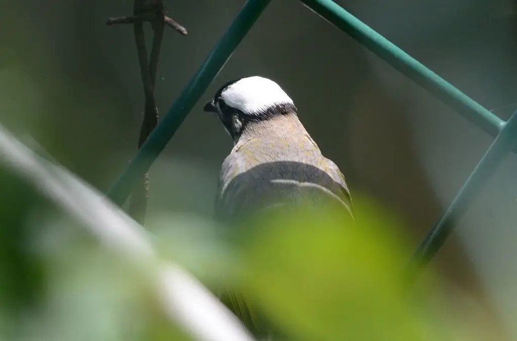 白头鹎(Pycnonotus sinensis)