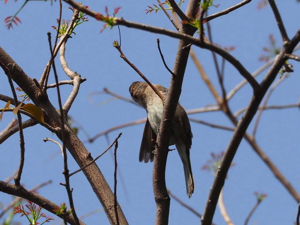 白头鹎(Pycnonotus sinensis)