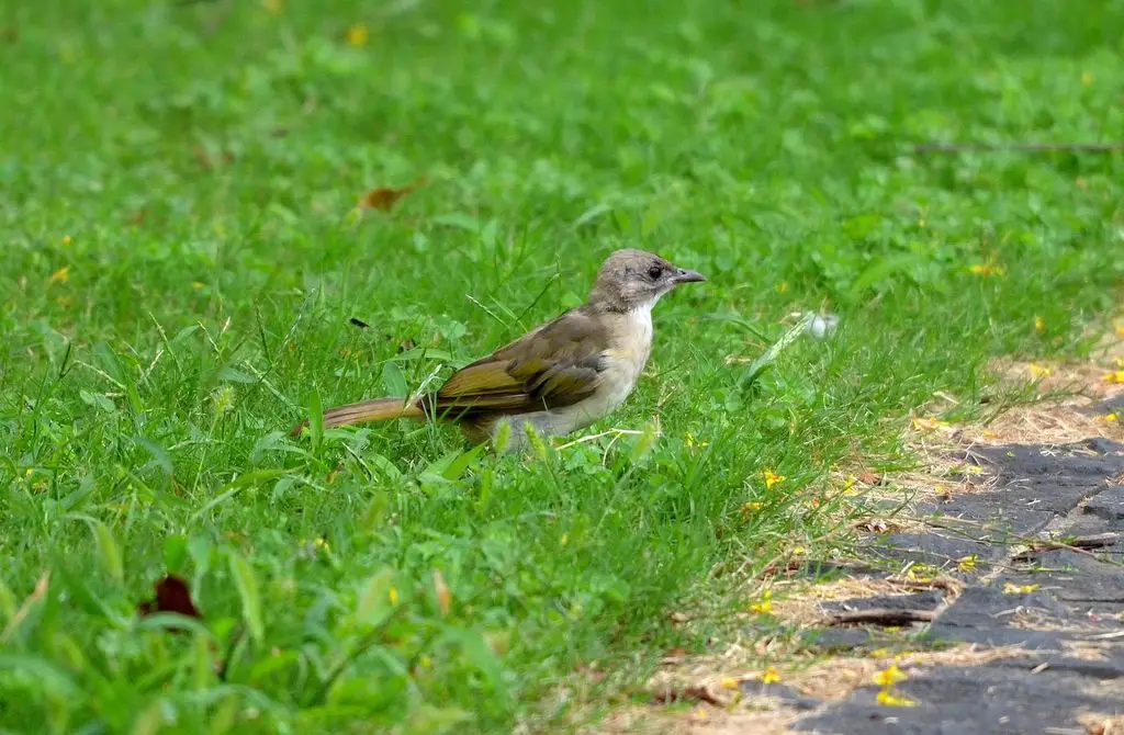 白头鹎(Pycnonotus sinensis)
