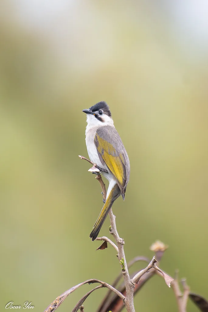 台湾鹎(Pycnonotus taivanus)