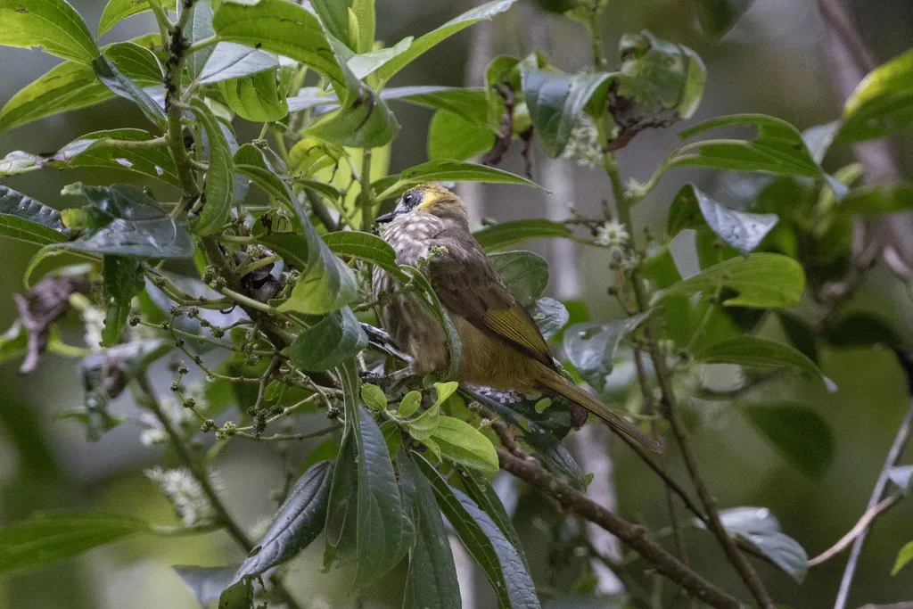 绿冠鹎（Pycnonotus tympanistrigus）
