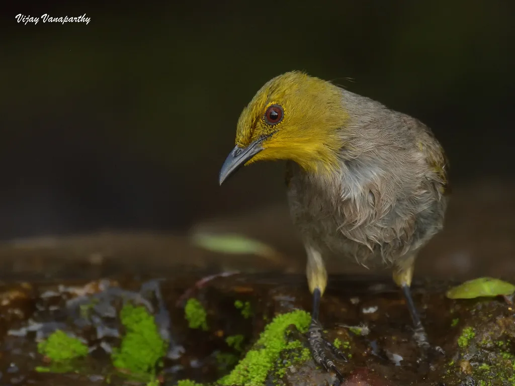 黄喉鹎(Pycnonotus xantholaemus)